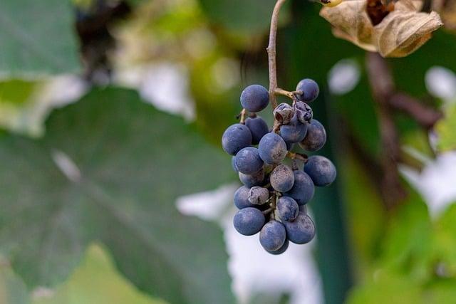 Příroda a jeho vliv na psychickou pohodu: Relaxace v okolí Brna