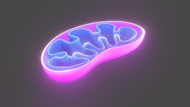 Jak mitochondrie ovlivňují metabolismus a ⁤zdraví