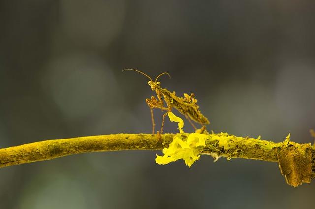 Biodiverzita a⁢ ochrana ohrožených druhů v Arktidě⁤ a Antarktidě