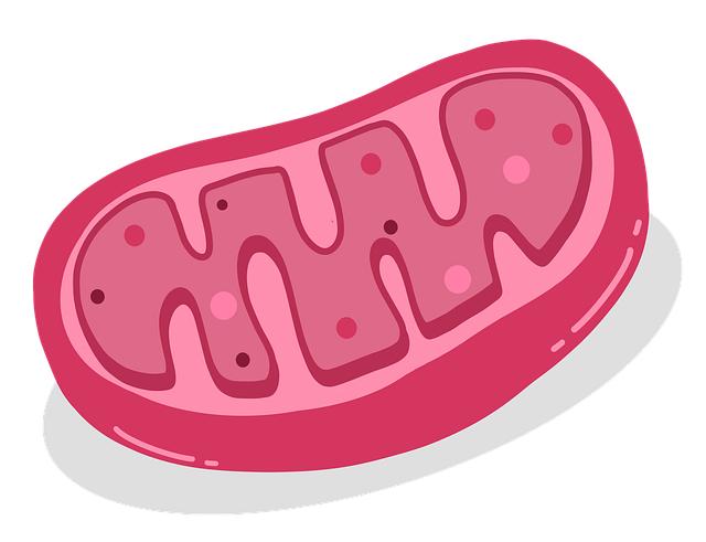 Ochrana​ mitochondrií: ⁢Jak podpořit jejich zdraví