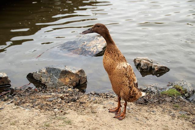 Strategie přizpůsobení: Kroky k úspěšnému zvládnutí změn